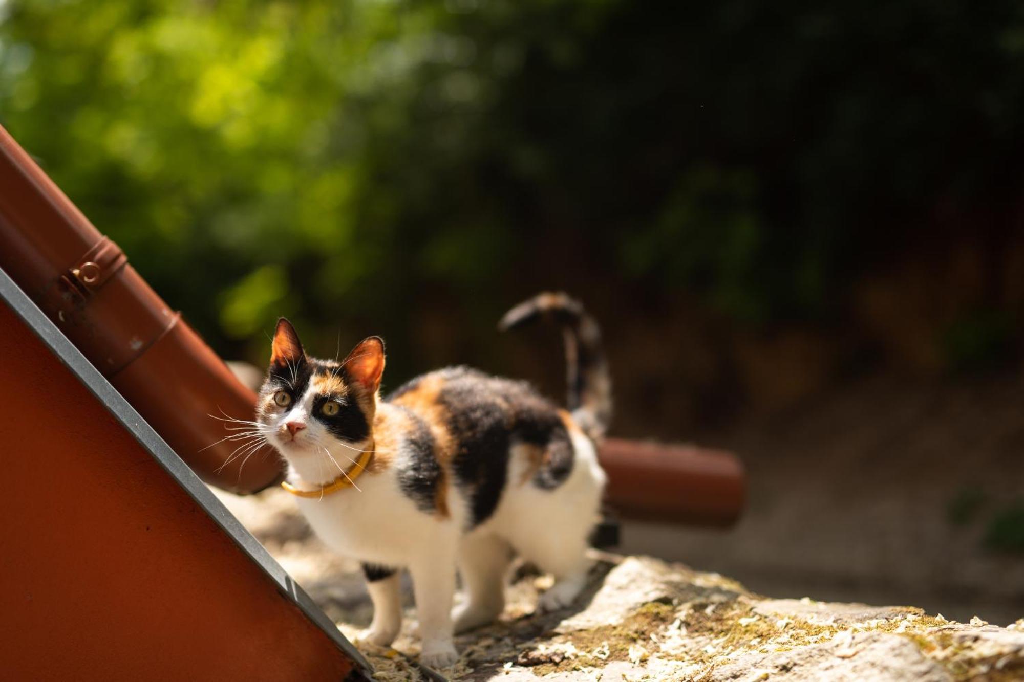 Penzion Nechorka Prušánky Esterno foto